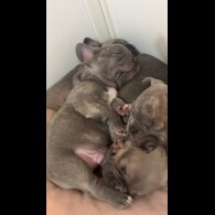 French Bulldog - Both