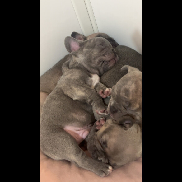 French Bulldog - Both
