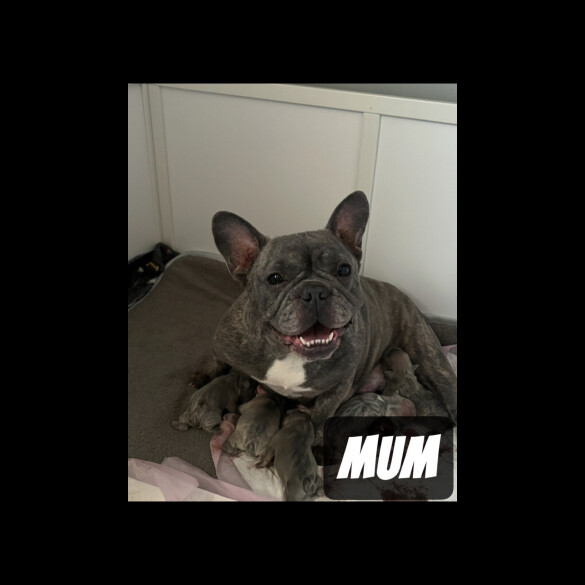 French Bulldog - Both