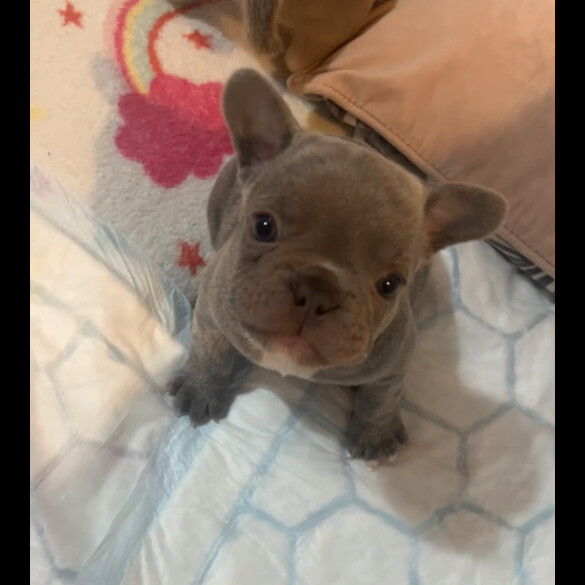 French Bulldog - Both