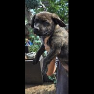 French Bulldog - Both
