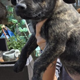 French Bulldog - Both
