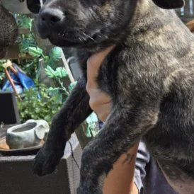 French Bulldog - Both
