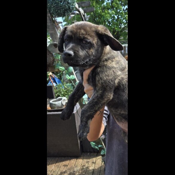 French Bulldog - Both