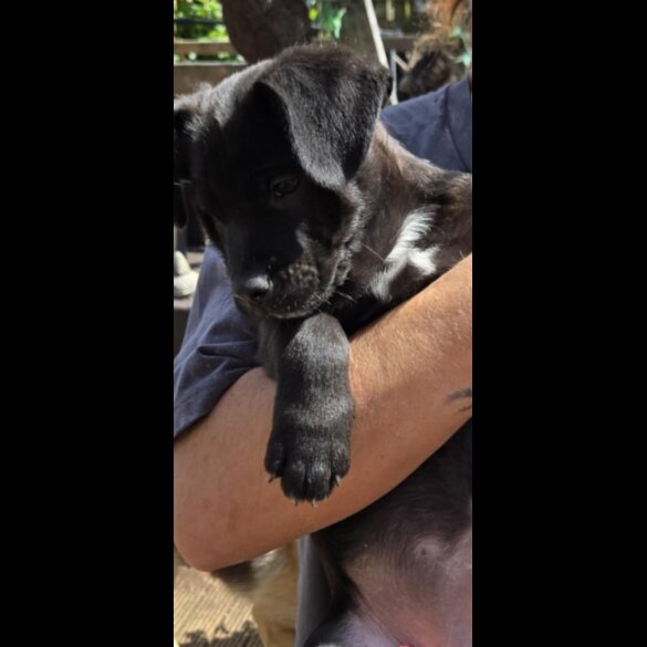 French Bulldog - Both