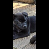 French Bulldog - Both