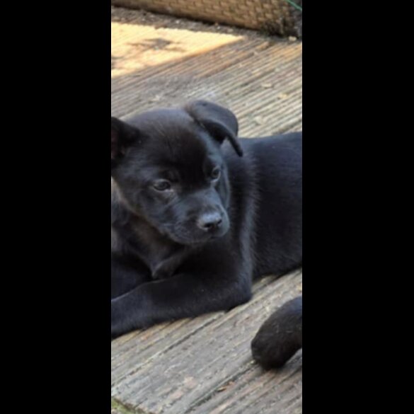 French Bulldog - Both