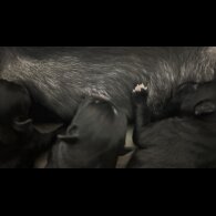French Bulldog - Both