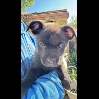 French Bulldog - Both