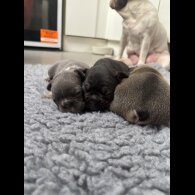 French Bulldog - Bitches
