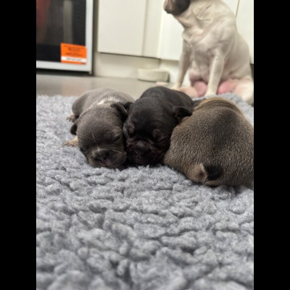 French Bulldog - Bitches
