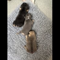 French Bulldog - Bitches
