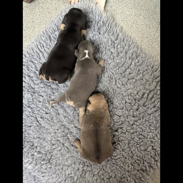 French Bulldog - Bitches