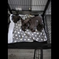 French Bulldog - Both