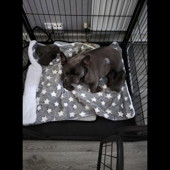 French Bulldog - Both