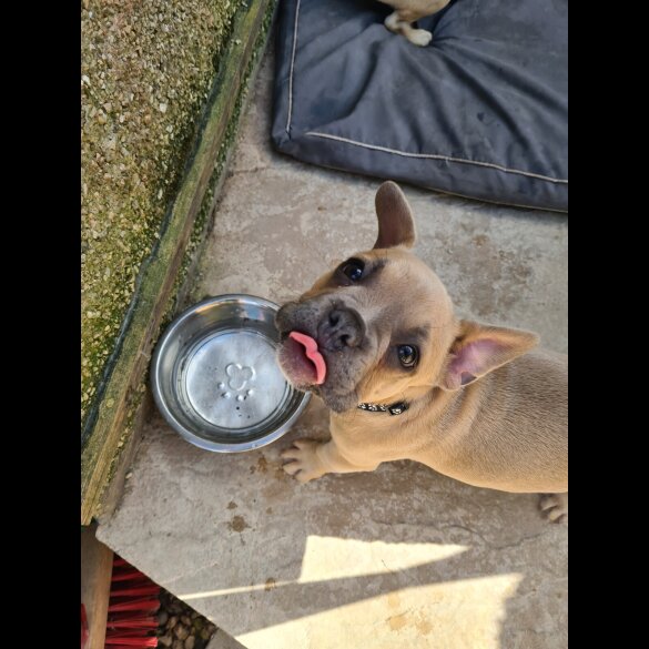 French Bulldog - Bitches