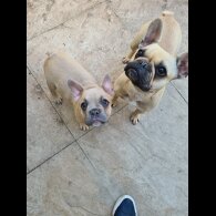 French Bulldog - Bitches