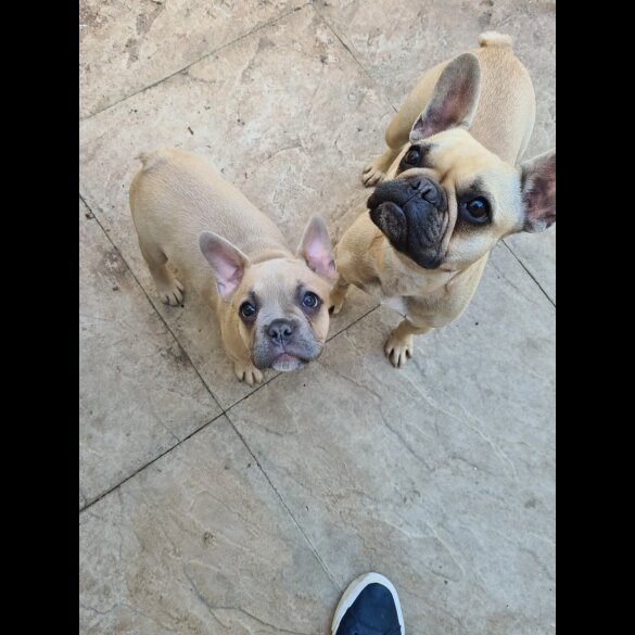 French Bulldog - Bitches