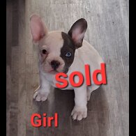 French Bulldog - Both