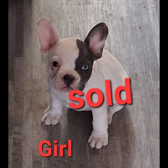French Bulldog - Both