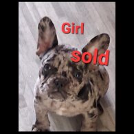 French Bulldog - Both