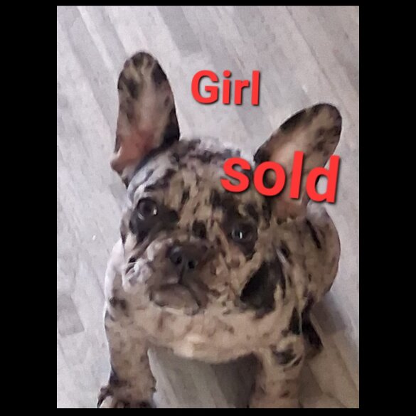 French Bulldog - Both