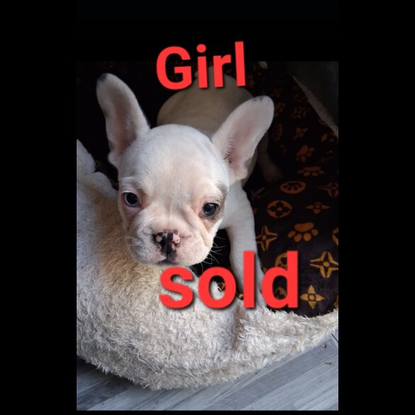 French Bulldog - Both