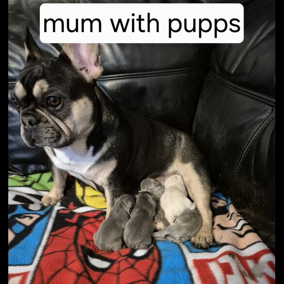 French Bulldog - Both