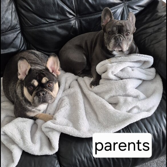 French Bulldog - Both