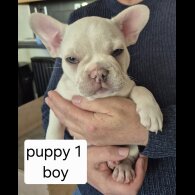 French Bulldog - Both