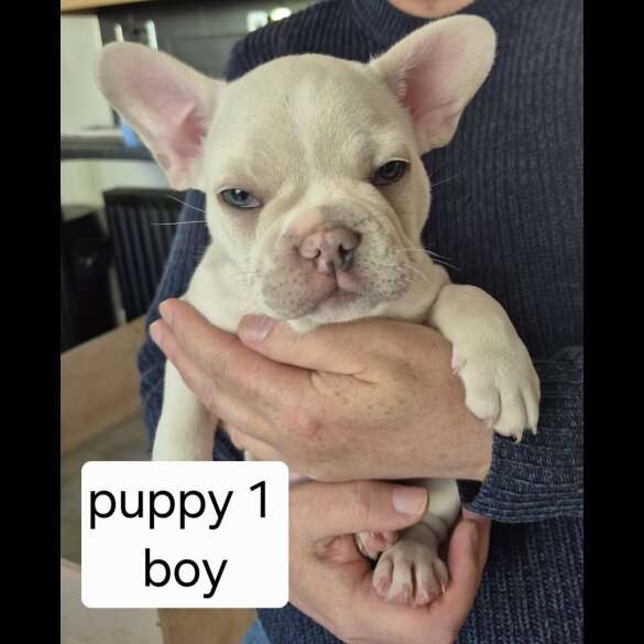 French Bulldog - Both