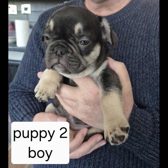 French Bulldog - Both