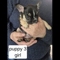 French Bulldog - Both