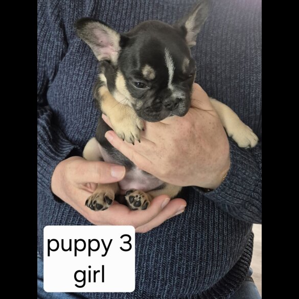 French Bulldog - Both
