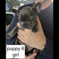 French Bulldog - Both
