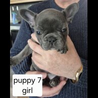 French Bulldog - Both