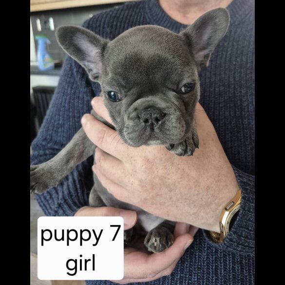 French Bulldog - Both