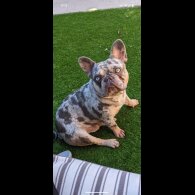 French Bulldog - Both
