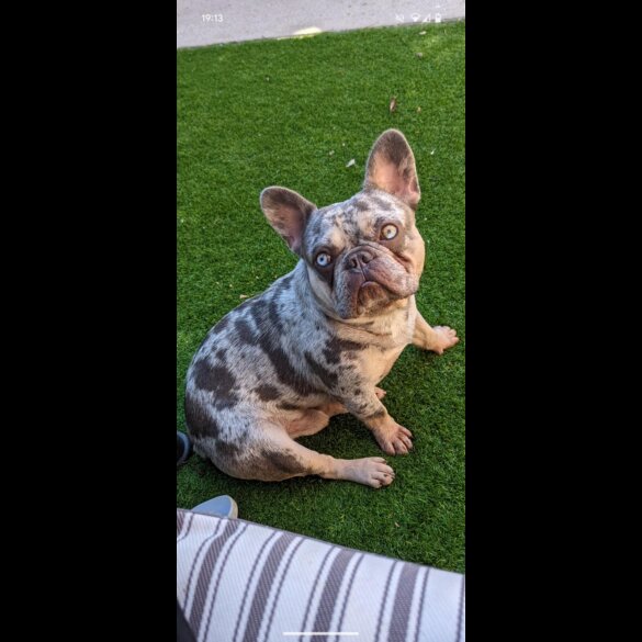 French Bulldog - Both