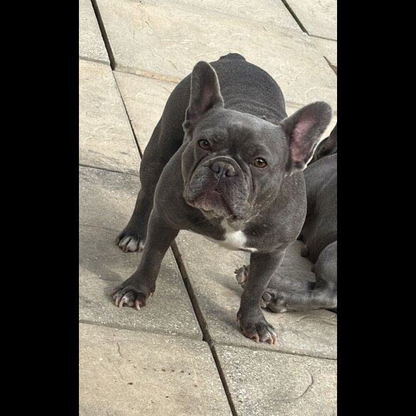 French Bulldog - Both