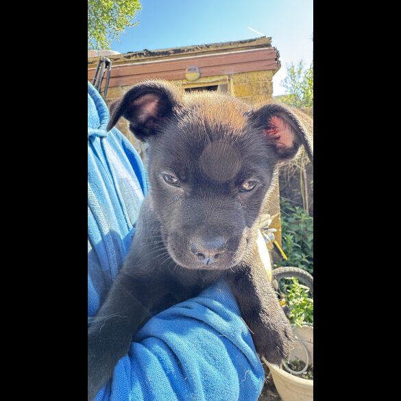 French Bulldog - Both