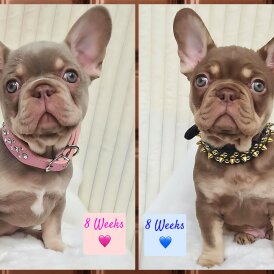 French Bulldog - Both