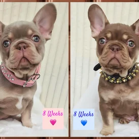 French Bulldog - Both