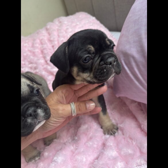 French Bulldog - Bitches