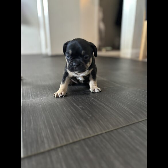 French Bulldog - Bitches