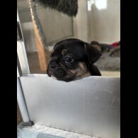 French Bulldog - Bitches