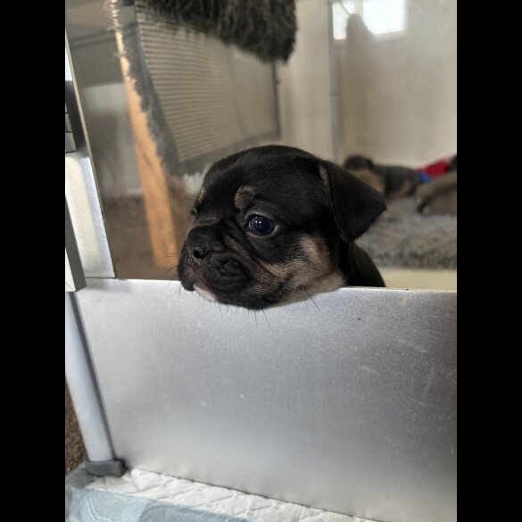 French Bulldog - Bitches