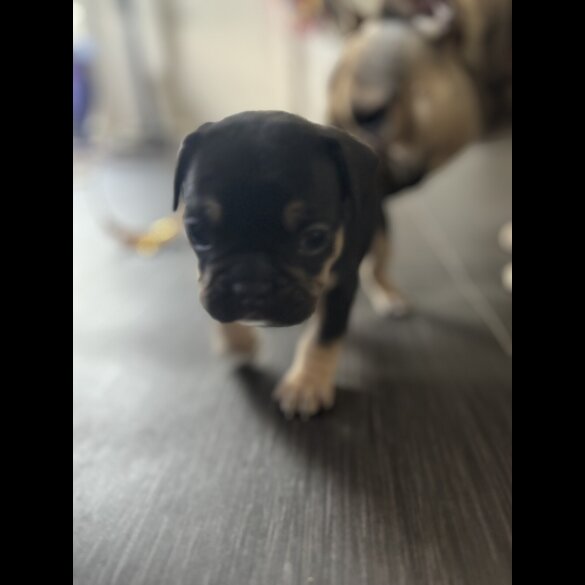 French Bulldog - Bitches