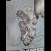 French Bulldog - Both