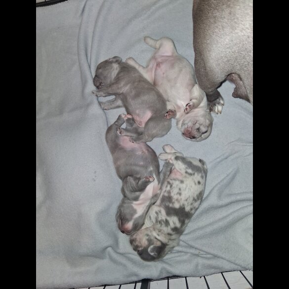 French Bulldog - Both